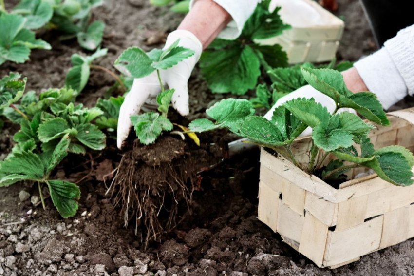 Посадка земляники садовой в августе Посадка земляники садовой в августе