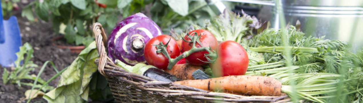 Що потрібно вашому саду в серпні для багатого врожаю?