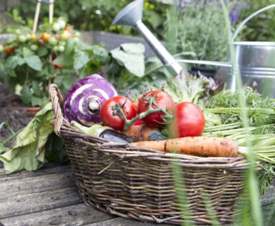 Що потрібно вашому саду в серпні для багатого врожаю?