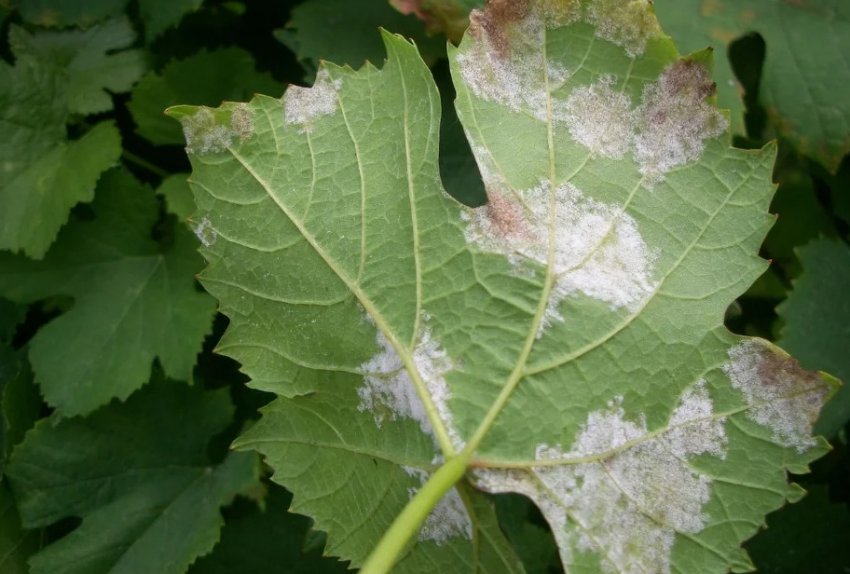 Білі плями на листках винограду Білі плями на листках винограду