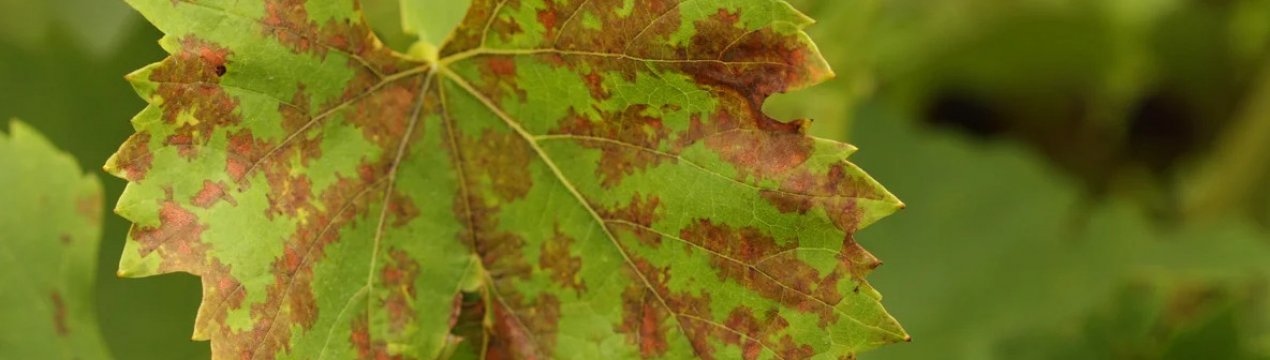 Урожай під загрозою! Що робити, якщо листя винограду покрилося плямами