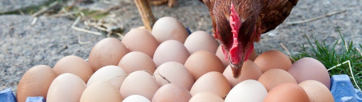 Японія скасувала заборону на експорт українського курячого м'яса та яєць