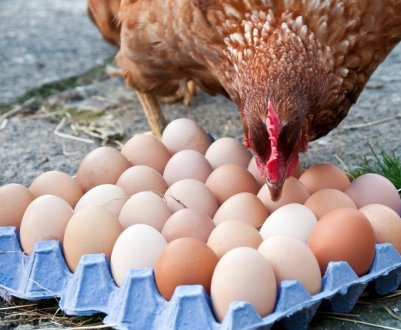 Японія скасувала заборону на експорт українського курячого м'яса та яєць