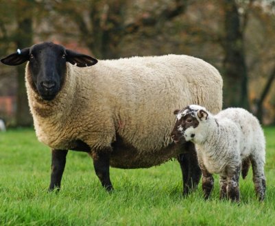 Найдорожчий баран в Ірландії обійшовся в 44 тис. євро