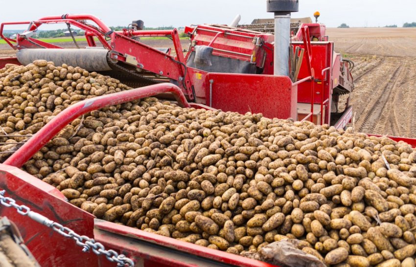 Підвищення врожайності картоплі