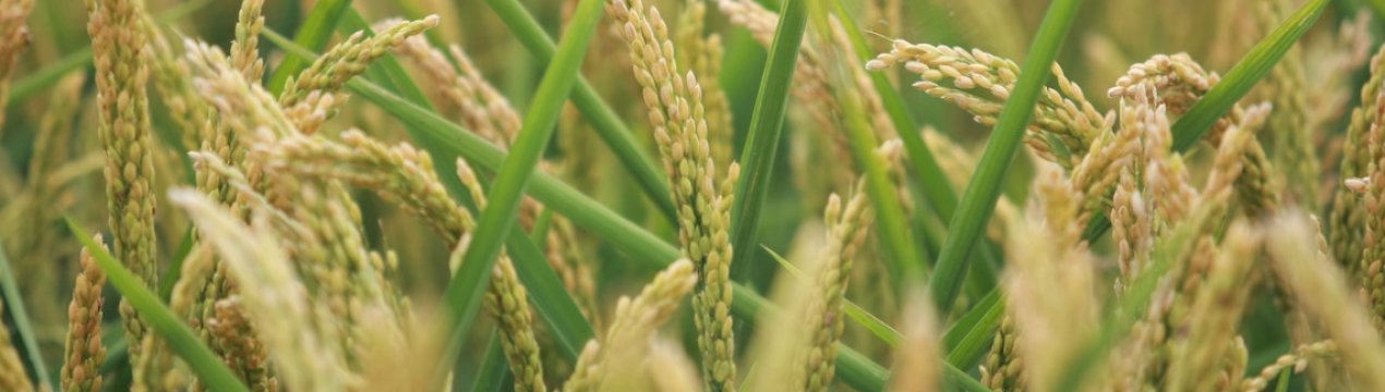 Вчені-генетики знайшли спосіб підвищення врожайності сільськогосподарських культур на 50%