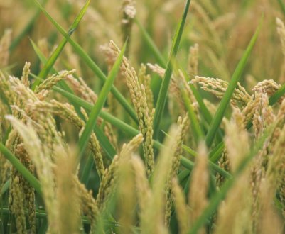 Вчені-генетики знайшли спосіб підвищення врожайності сільськогосподарських культур на 50%