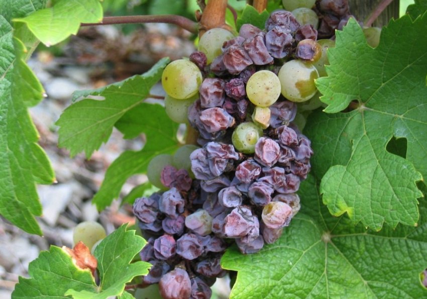 Сохнут ягоды винограда Сохнут ягоды винограда