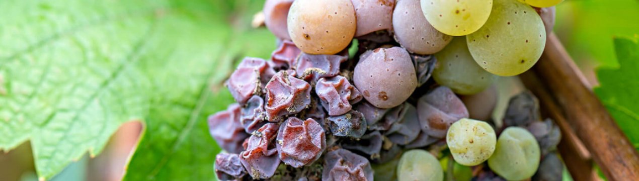 Ягоди винограду не спіють, а висихають. 3 головні причини