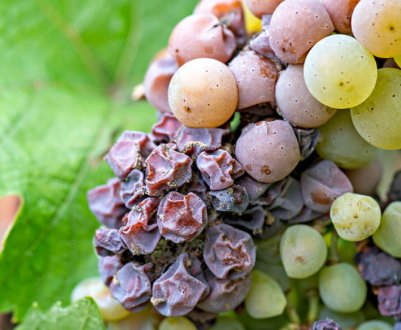 Ягоди винограду не спіють, а висихають. 3 головні причини