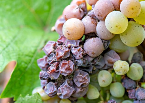 Ягоди винограду не спіють, а висихають. 3 головні причини