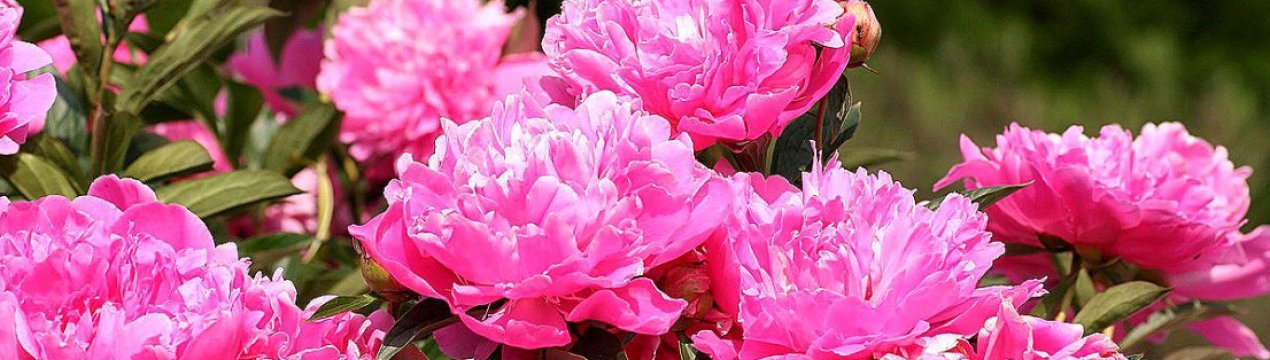 Півонії порадують обрядженим цвітінням, якщо ви пересадите і поділите їх таким чином