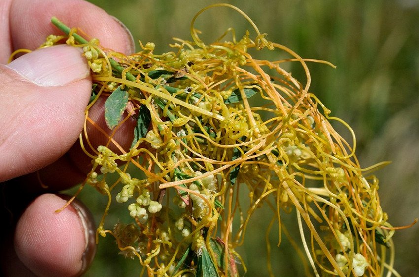 Повилика в огороді Повилика в огороді