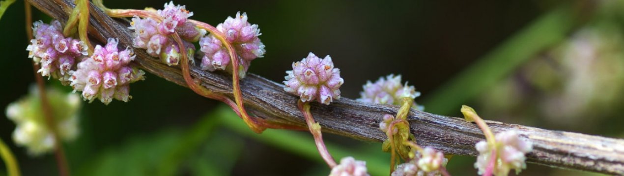 Якщо побачите цю бур'яну у своєму саду, терміново прийміть заходи!