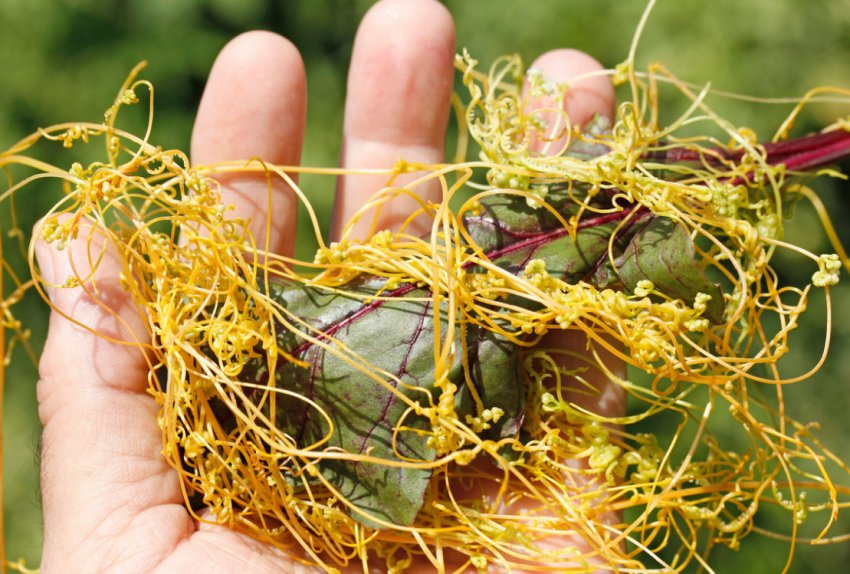 Повилик на ділянці Повилик на ділянці