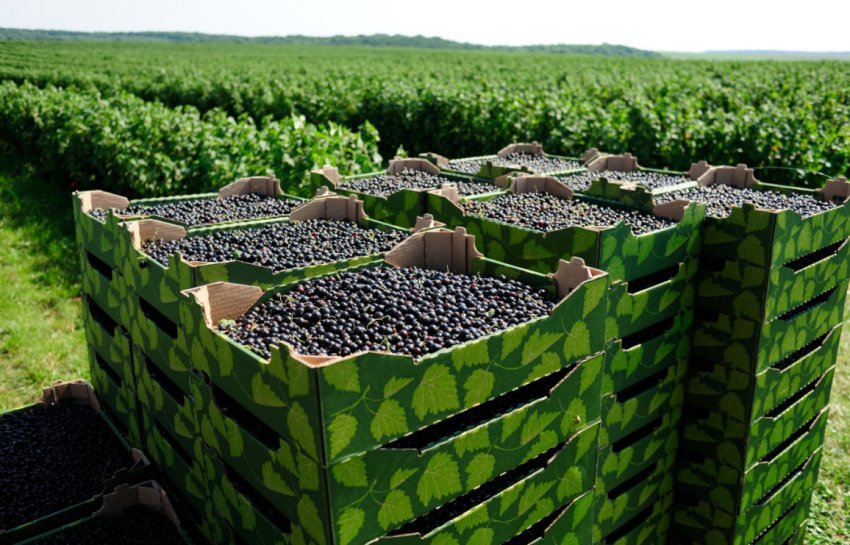 Виробництво смородини в Україні Виробництво смородини в Україні