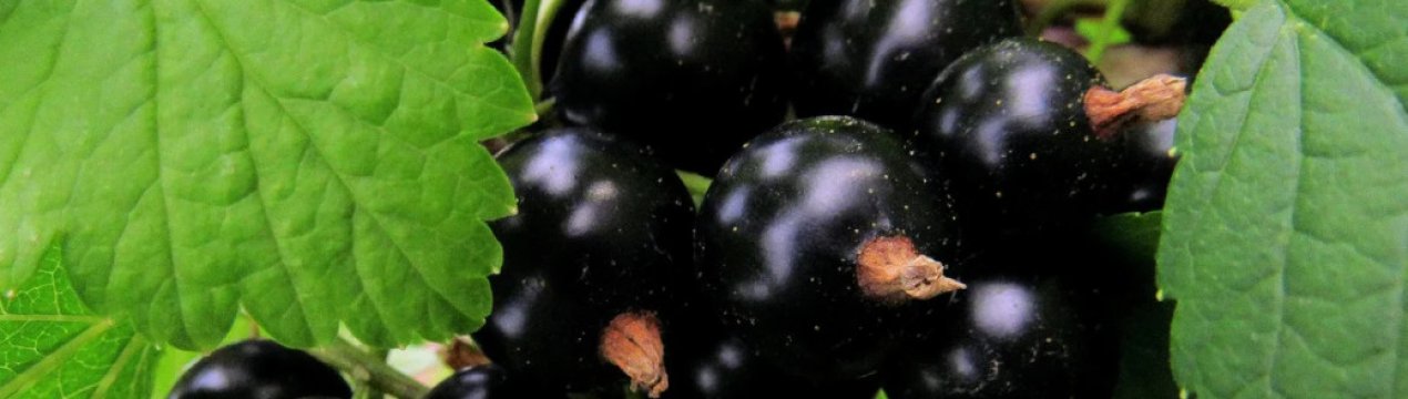 В Україні названі найбільші виробники смородини