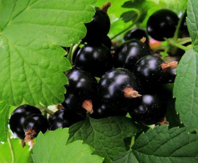 В Україні названі найбільші виробники смородини