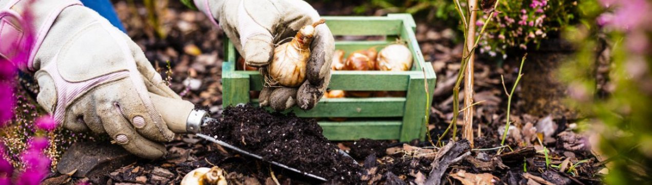 Готувати сад до зими потрібно в серпні! Які добрива вносити, щоб дерева добре пережили зиму?