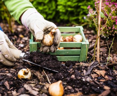 Готувати сад до зими потрібно в серпні! Які добрива вносити, щоб дерева добре пережили зиму?