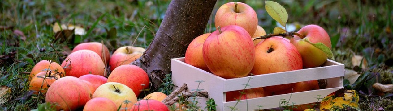 Утилізація падалиці яблук з користю