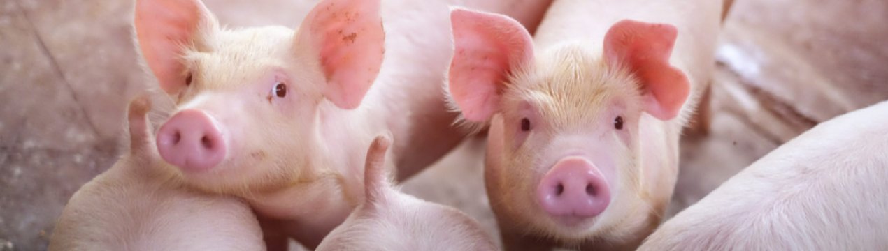 Україна збільшила експорт свиней у п'ять разів