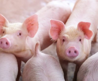 Україна збільшила експорт свиней у п'ять разів