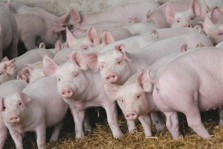 Експорт свиней