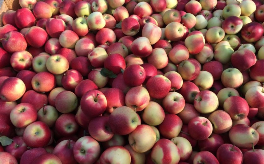 Ціни на яблука