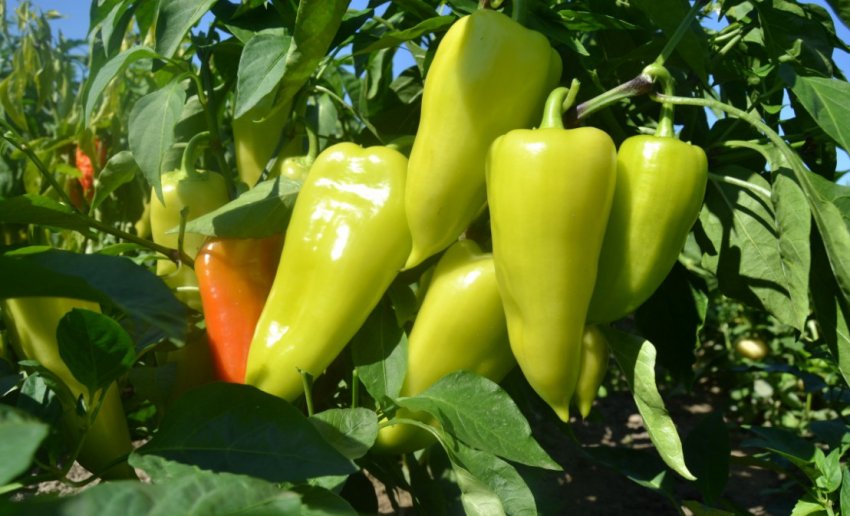 Дозрівання болгарського перцю