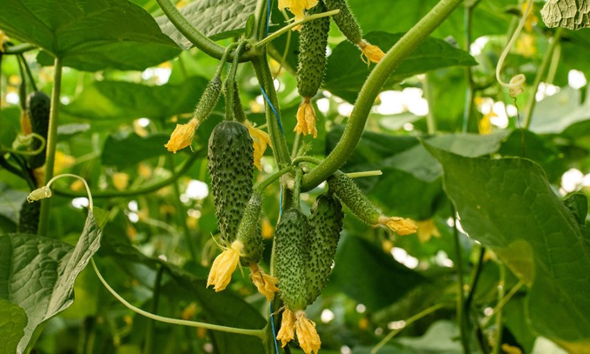 Огірки на ділянці