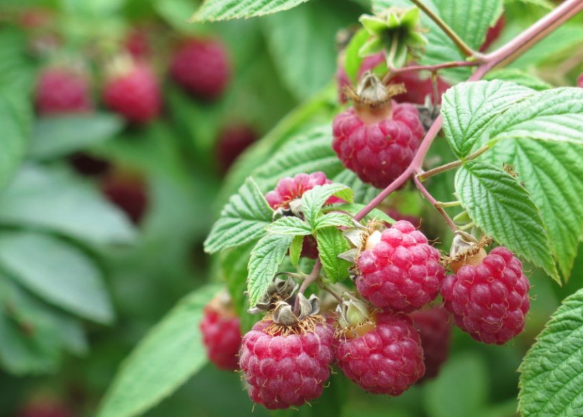 Плодоношення малини Плодоношення малини