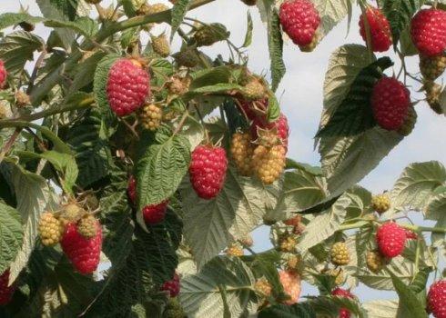 Смачні ягоди до самого морозу: як подовжити плодоношення малини