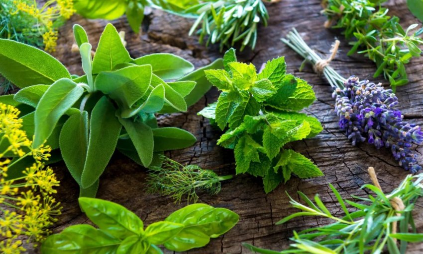 Пряні трави Пряні трави