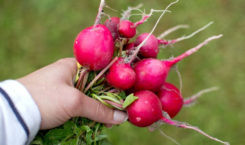 Редис Редис