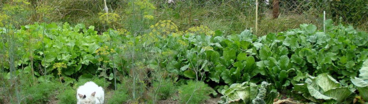 Нічого саду пустувати! 4 культури, які варто посадити в вересні