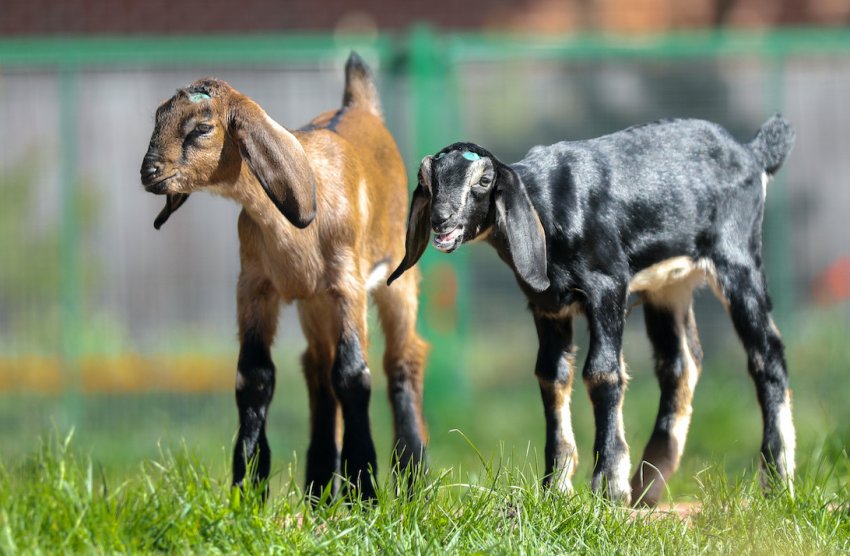 Англо-нубійські кози