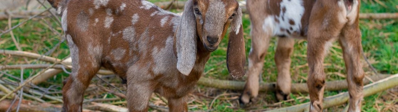 У Донецькому районі почали вирощувати унікальних кіз