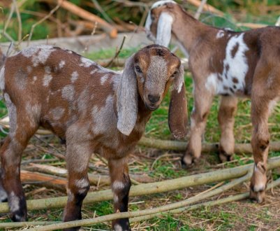 У Донецькому районі почали вирощувати унікальних кіз