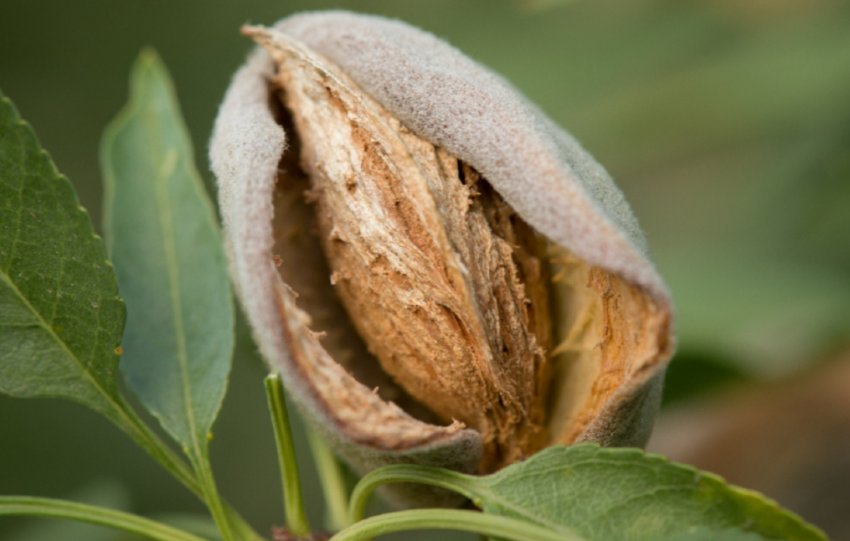 Вирощування мигдалю Вирощування мигдалю