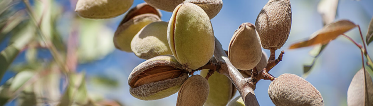 Очікується світовий дефіцит мигдалю