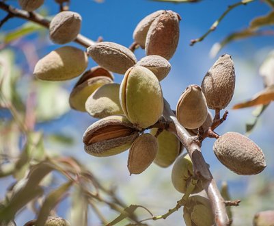 Очікується світовий дефіцит мигдалю