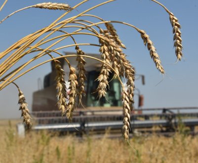 В Україні очікується рекордний врожай пшениці