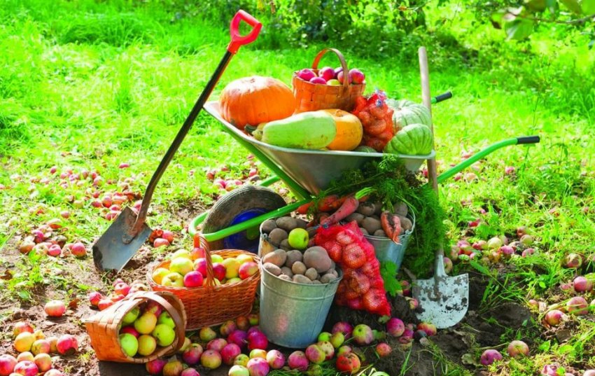 Збір урожаю