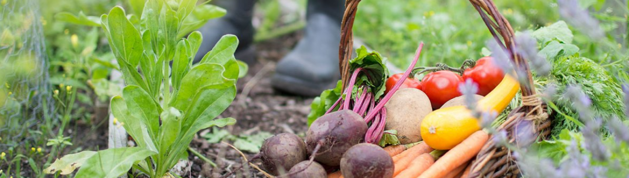 5 невідкладних справ на вашому дачі на початку осені