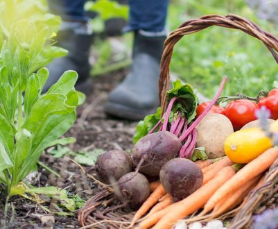 5 невідкладних справ на вашому дачі на початку осені