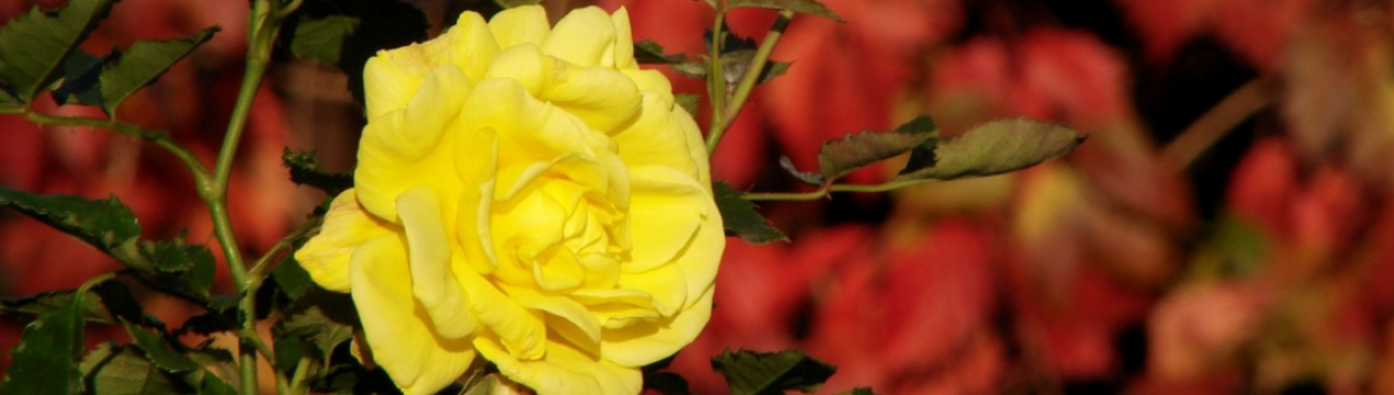 Як забезпечити красний кущі в саду: корисне осіннє добриво з того, що є в домі