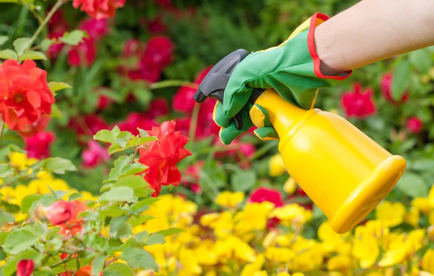 Позакореневе підживлення троянд осінню