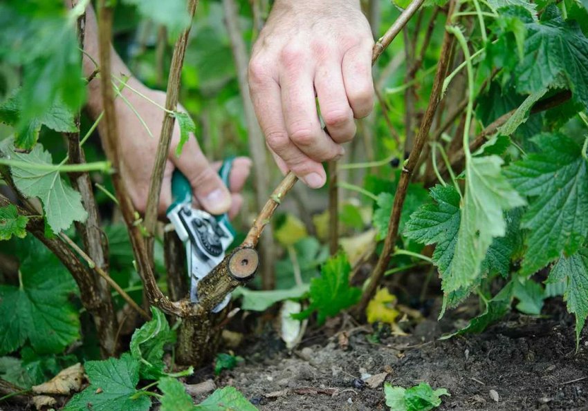 Обрізка смородини після збору врожаю Обрізка смородини після збору врожаю