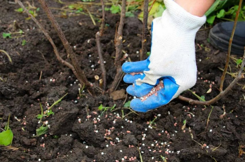 Підживлення смородини Підживлення смородини